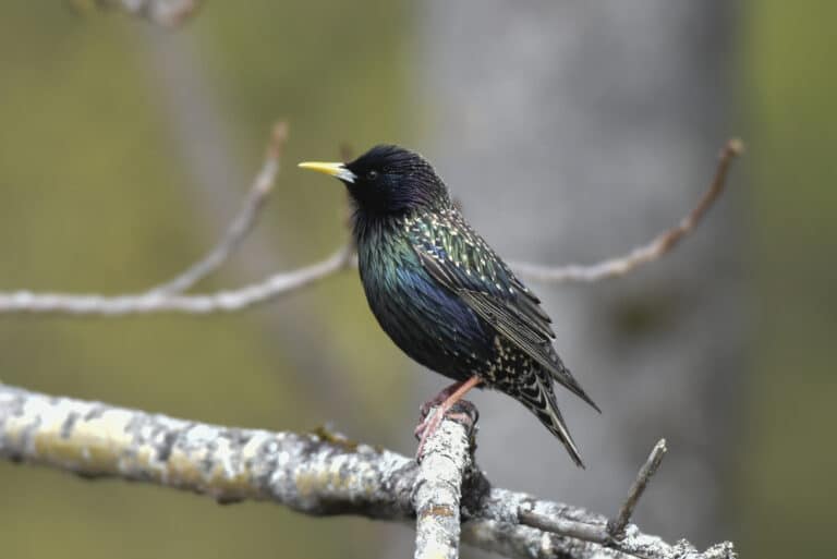KOK Magazine 25 A small black and green bird with a yellow beak is sitting on a branch. The background is blurred and the weather is cloudy.