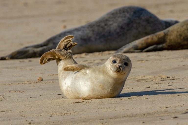 KOK Magazine 29 Seals in Norway