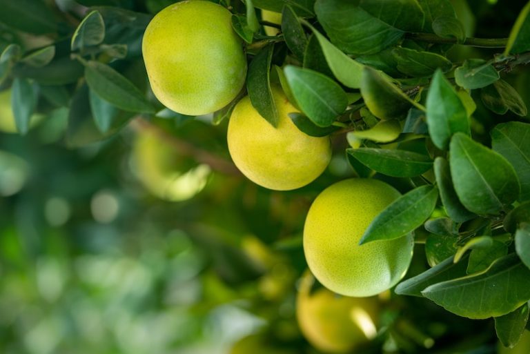 eterisk olje fra grapefrukt